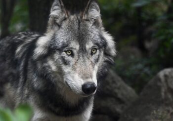 Jak zachować się w sytuacji pojawienia się wilków na terenach zamieszkałych