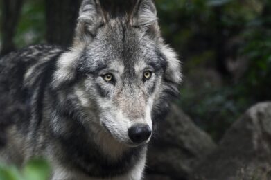Jak zachować się w sytuacji pojawienia się wilków na terenach zamieszkałych