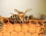 GROŹNA CHOROBA - ZGNILEC AMERYKAŃSKI PSZCZÓŁ - NA TERENIE NASZEGO POWIATU