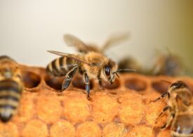 GROŹNA CHOROBA - ZGNILEC AMERYKAŃSKI PSZCZÓŁ - NA TERENIE NASZEGO POWIATU